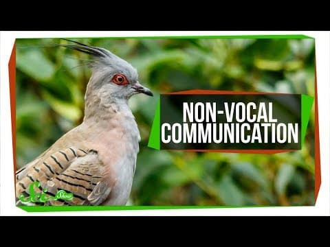 These Pigeons Have Built-In Warning Alarms