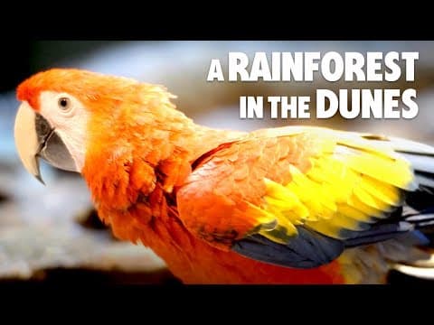 A Macaw in the Desert? Only in Dubai - YouTube