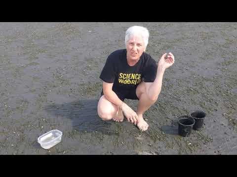 The Science of Sandcastles