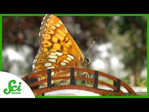 Why Would a Butterfly Need a Bridge? - YouTube