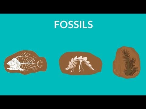 What are fossils and how are they formed - learn about fossils