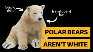 Here's Why Polar Bears Aren't White
