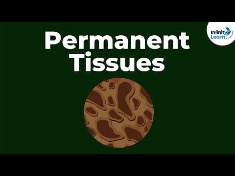 What are Permanent Tissues? | Don't Memorise