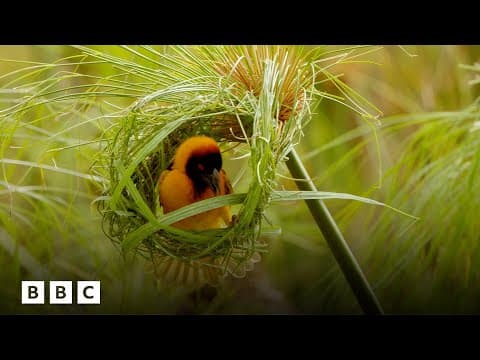 Inside the world of weaverbirds' stunning nest creation | BBC Global - YouTube