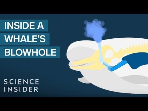What's Actually Inside A Whale's Blowhole?