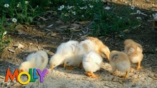 The Seasons Song Major Seasons Summer Autumn  Winter Spring! | Miss Molly Sing Along Songs