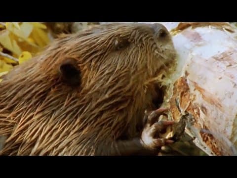 Which Animals Are The Best Builders