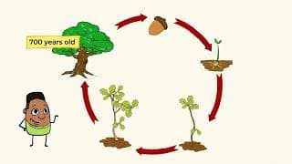 Unique plant lifecycles oak tree vs dandelion | MightyOwl Science