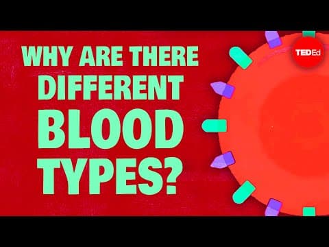 Why do blood types matter? - Natalie S. Hodge - YouTube