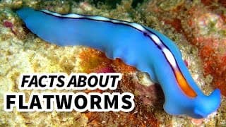 Flatworm Facts |WORMS that can live INSIDE YOU
