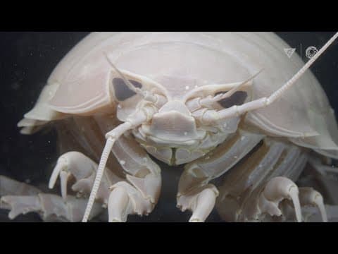We asked the Monterey Bay Aquarium: What are your top 10 deep-sea animal