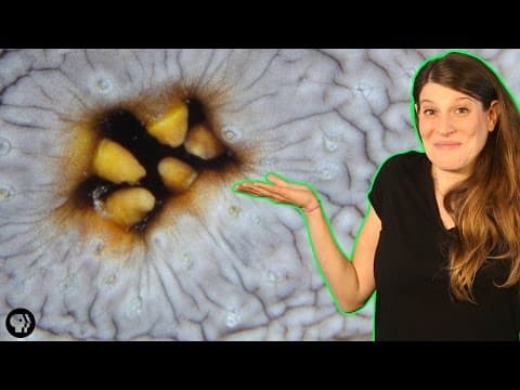 Sea Cucumbers Have Multipurpose Butts