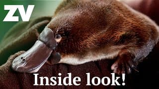 Platypus rehab like youve never seen before