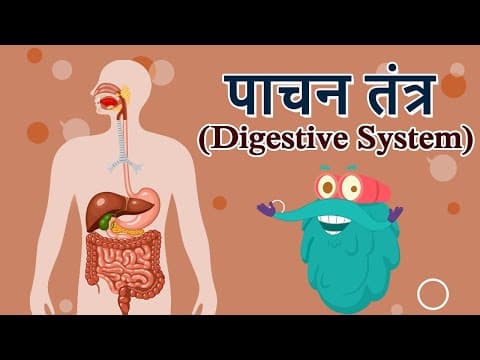 डायजेस्टिव सिस्टम | पाचन तंत्र | Digestive System In Hindi | Dr.Binocs Show | Best Videos For Kids