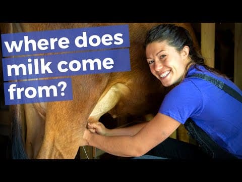 Milking a dairy cow by hand
