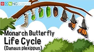 Monarch Butterfly Life Cycle