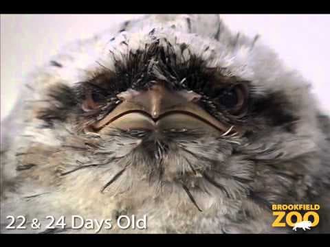 Tawny Frogmouth Chicks at Brookfield Zoo