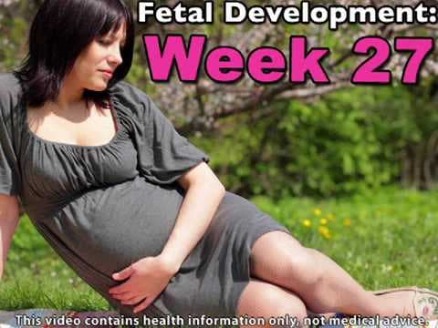 Fetal Development Week 27 (Pregnancy Health Guru)