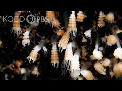 What do newborn puppies need