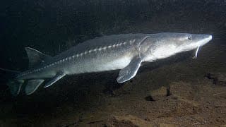 Facts | The White Sturgeon