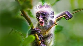 What Makes Monkeys Poisonous | Survival of The Weirdest