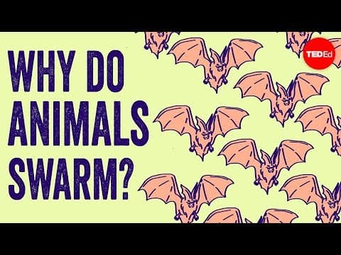 Why do animals form swarms. - Maria R. DOrsogna