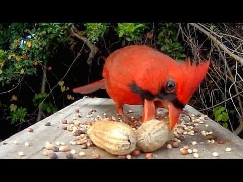A plucky songbird harvests nesting material from a snoozing fox