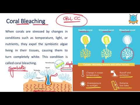 What is Coral Breaching ? || Coral Breaching అంటే ఏమిటి?