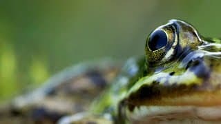 Returning Englands Forgotten Frog