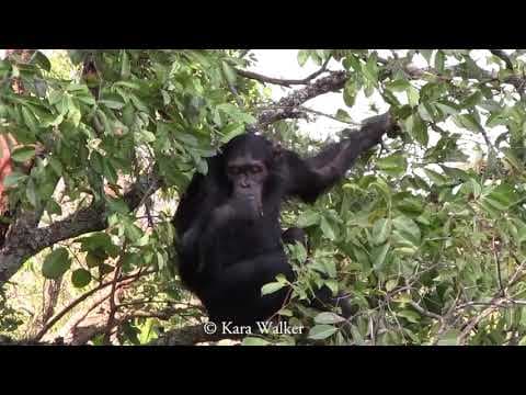 How similar are chimpanzees and humans? - YouTube