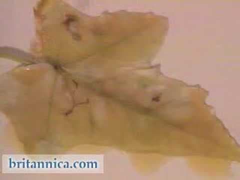 Plants: Photosynthesis