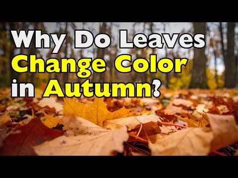 Why Do Leaves Change Color in Autumn? The Chemical Change You Never See