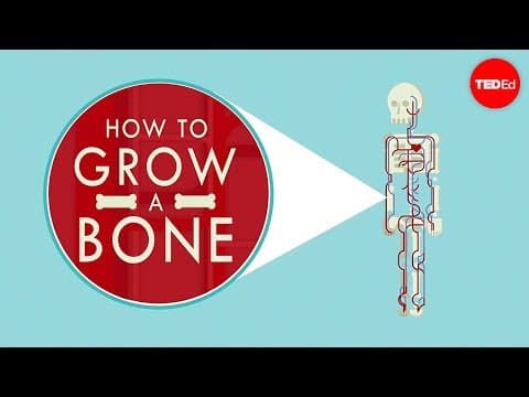 How to grow a bone - Nina Tandon - YouTube