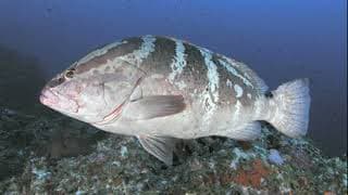 Facts |The Nassau Grouper
