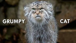 Pallas’s Cat | The Original Grumpy Cat
