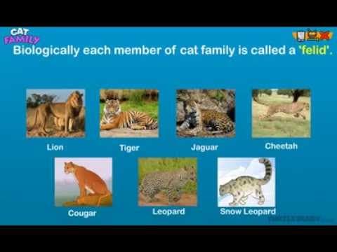 Every Type of Cat in the Cat Family! Animal Science for Kids