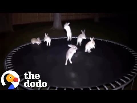 Viral Trampoline Animal Videos Show How AI Can Go Really Wrong | The Dodo - YouTube