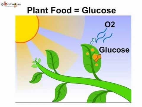 Science - Plant's food and Photosynthesis - Telugu