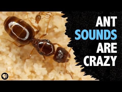 “Ant language sounds wacky—and can be hacked.”