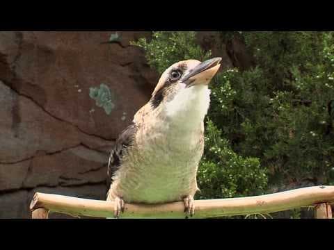 Zoo View Kookaburra-Cincinnati Zoo
