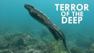 Marine Iguanas are like Baby Godzillas