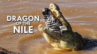 Crocodiles | Survivors of the Last Extinction
