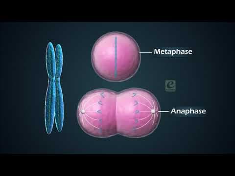 Structure of Chromosome - Cell Cycle and Cell Division
