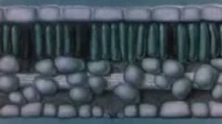 Photosynthesis  The Rap Music Video