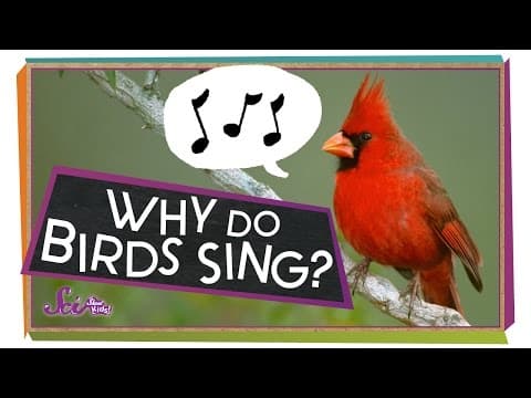 Why Do Birds Sing? | Animal Science for Kids