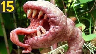 SCARY PLANTS THAT EAT ANIMALS