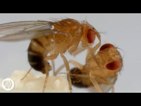 These Fighting Fruit Flies Are Superheroes of Brain Science | Deep Look - YouTube