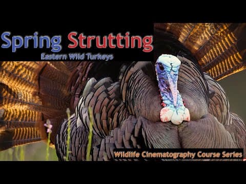 Wilsons Bird-of-Paradise one of the most colorful animals on the planet