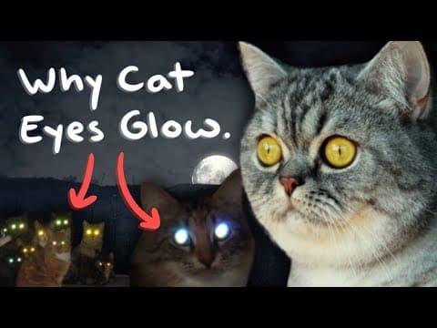 Why Cat Eyes Glow in the Dark - YouTube