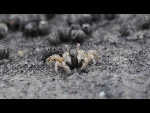 Chocolate Cake and Ice Cream an animated story about friendship